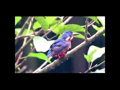 Blue Eared Kingfisher Alcedo Meninting Raja Udang Meninting