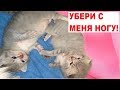 КОТЯТА - первые разборки (не выложенное видео)