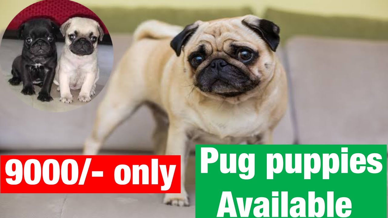 Pug puppies available for sale in Hyderabad at low price 🔥🔥 YouTube