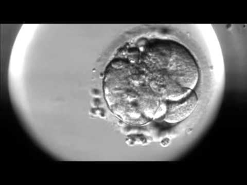 fertilized human egg