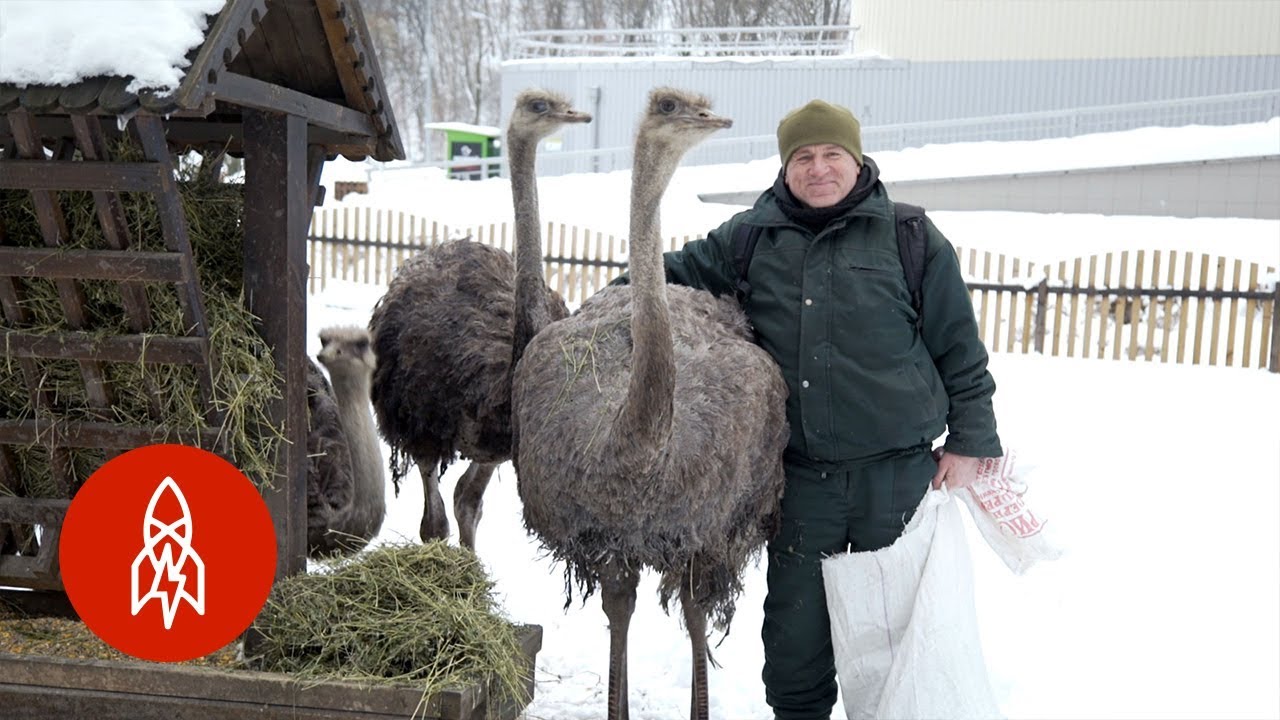 Caring for Yanukovych’s Abandoned Zoo