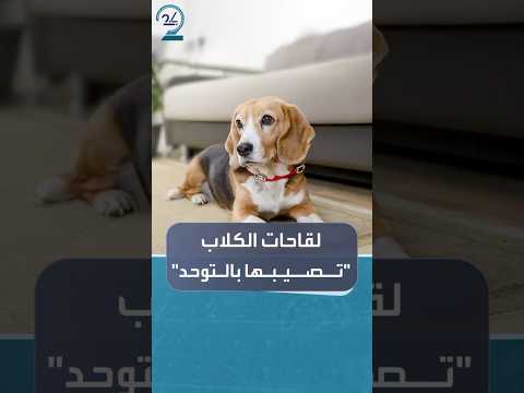 أميركيون يتهمون اللقاحات بإصابة كلابهم بالتوحد