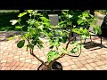 How to Train Young Fig Trees in Containers