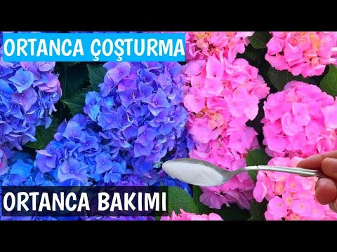 ORTANCA ÇİÇEĞİ / ORTANCA ÇOĞALTMA  / ORTANCA BAKIMI / ORTANCA BUDAMA / ORTANCA KÖKLENDİRME / ORTANCA