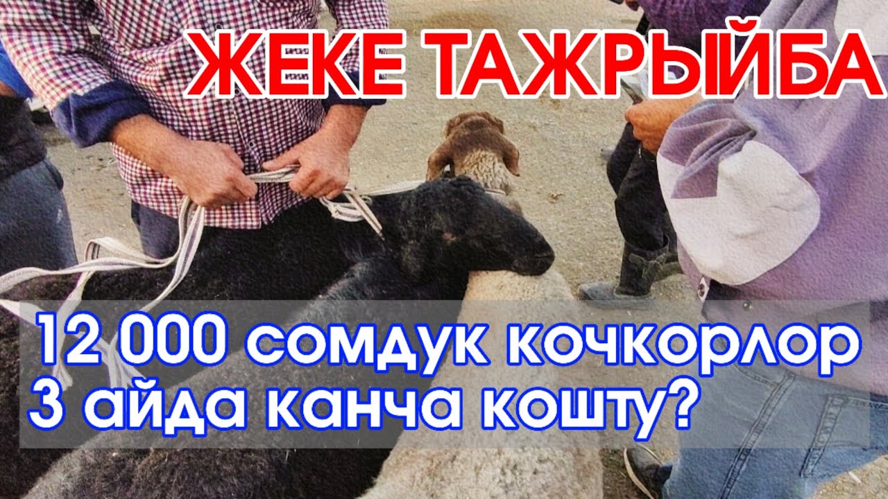 Кочкорлор 3 айда канча акча кошту? #БЕРЕКЕ НУР