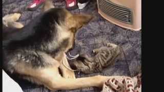 Video is very funny jokes with animals!!