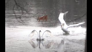 Swan chase