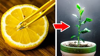 Growing Lemon Tree From Seed 60-Day Time Lapse