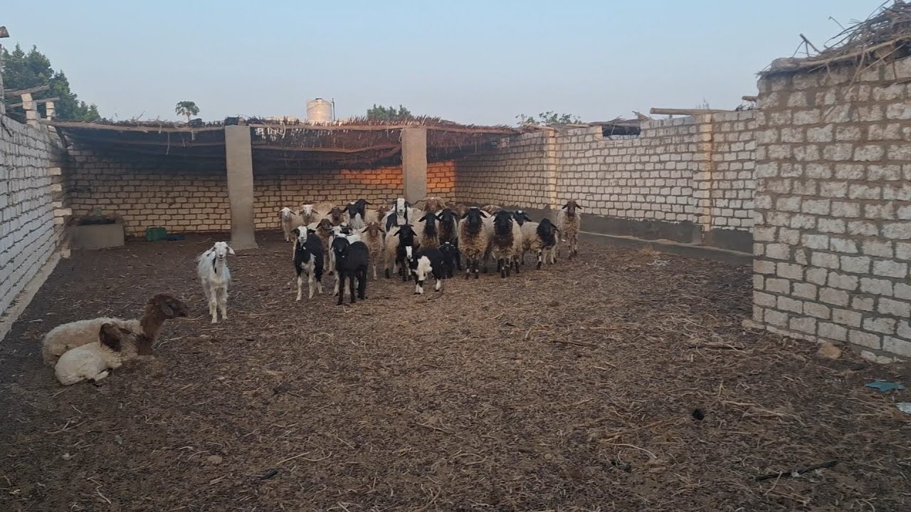 مزرعة 5 فدان عقد ملك نهائي انتاج حيواني داجني مانجو في طمبول طريق مصر اسكندرية الصحراوي