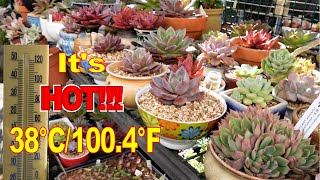 TIPS On Watering Succulents When It's HOT | Growing Succulents with LizK