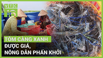 Nông dân nuôi tôm càng xanh trúng mùa, được giá | VTC16