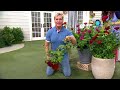 Phillip watson designs 1piece brindabella rose live plants on qvc