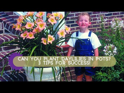 Video: Kun je daglelies in containers kweken - zorg voor in container gekweekte daglelies