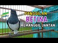 🔴 Kacer Betina Memanggil Jantan || Dalam hitungan Detik Langsung Nyautt..