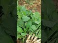 pure organic muli