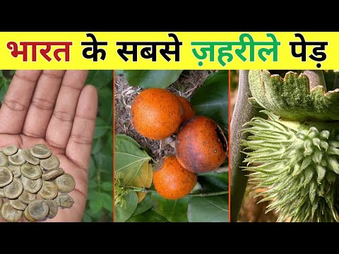 वीडियो: नशीले पदार्थों में पोपेय कौन है?