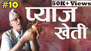 नेपाल मा प्याज खेती सम्बन्धि सम्पुर्ण कुरा Everything About Onion Farming in Nepal -Krishika Kura10