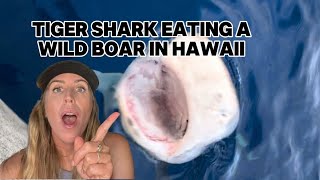 Tiger shark eating a wild boar in Hawaii