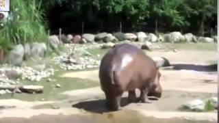 Видео прикол в зоопарке с бегемотом Приколы про животных Видео прикол в зоопарке с бегемотом Приколы про животных