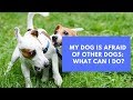 My Dog Is Afraid Of Other Dogs: What Can I Do?