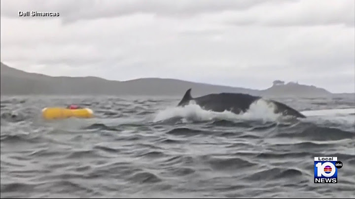 Wild video shows humpback whale swallowing kayaker, then spitting him back out in Chile