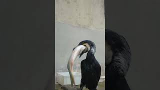 Great Cormorant Eats Fish Bigger Than His Own Head