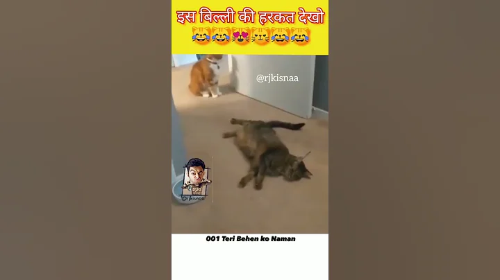 Video 11799291: cats dogs funny animals