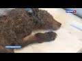 Маленькую медведицу спасают в Челябинске