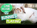 Bunnies Playing - 1 HOUR of Relaxing Bunny Cam Video!