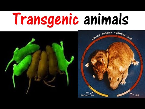 Transgenic animals - YouTube