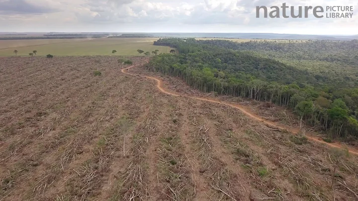 Drone shot tracking over the frontier between Amazon rainforest and a logged area, showing deforesta