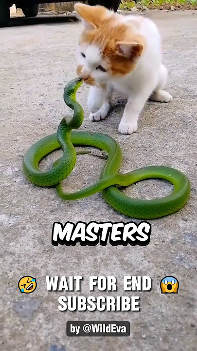 This is Why Snakes Lose To Cats Every Fight, UNTIL..😱