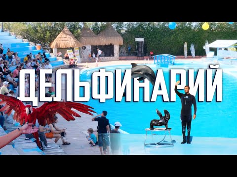 Дельфинарий | Экскурсии в Шарм Эль Шейхе 2023