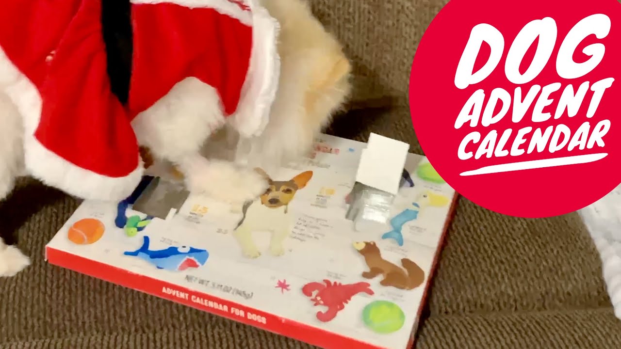 Trader Joe's Christmas Advent Calendar for Dogs YouTube