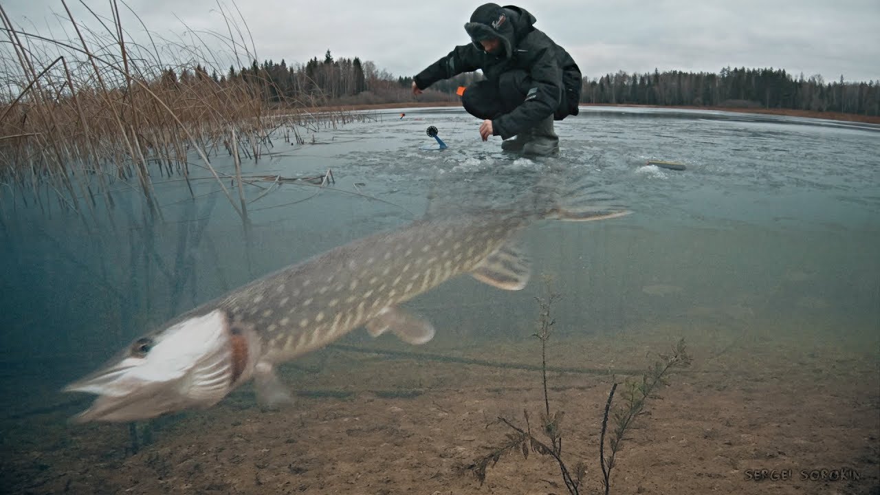рыбалка щука на живца на льду