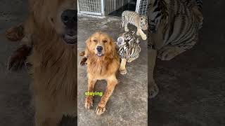 Tigers raised by dogs #love #animals #pets #tiger