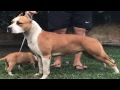 Caracteristicas | American Staffordshire Terrier (AMSTAFF) | Razas Fuertes Colombia