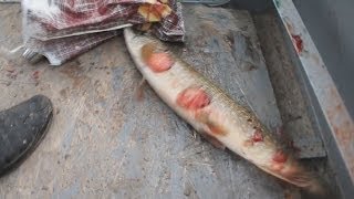 Ловля страшной щуки. Смотреть со второй минуты