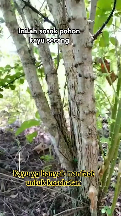 Wujud pohon kayu secang untuk yg blm tau bnyk manfaatnya