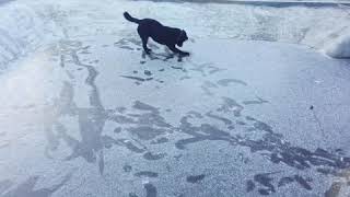 Смешная собака на льду
