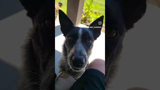 Dogs are so funny! Border Collie/Heeler mix