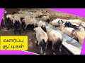 ஓங்கோல் வளர்ப்பு.குட்டிகள் விற்பனைக்கு. ఒంగోలు పిల్లలు.