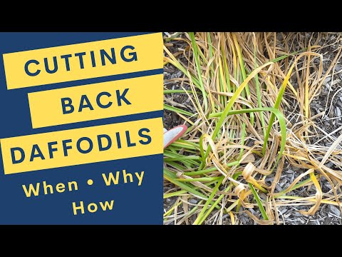 Video: Pruning Daffodils: Thaum Yuav Txiav Rov Qab Daffodils