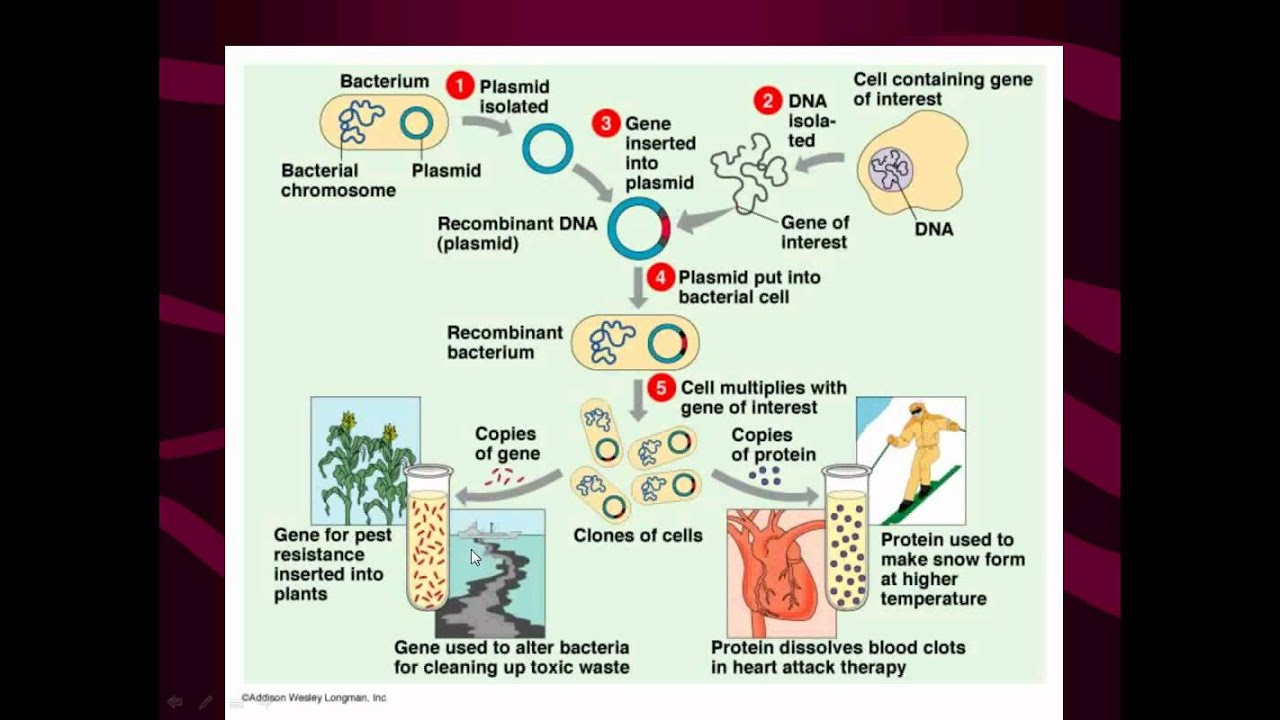 Plasmid Hentai