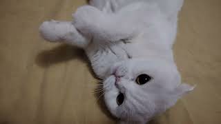 картинка: Маргоритка😽🌹