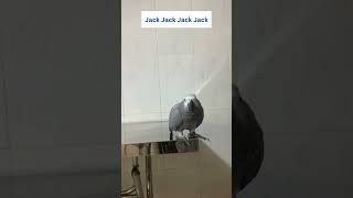 Parrot Rocky Calls Jack in a Funny Way and Say 111? 🦜😅#africangrey #talkingparrot #cuteparrot #birds by Rocky and The Flock 1,604 views 2 months ago 1 minute, 5 seconds