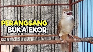 Pancingan Kapas tembak supaya buka ekor!!!