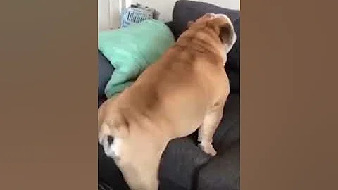Bulldog Farting #Shorts
