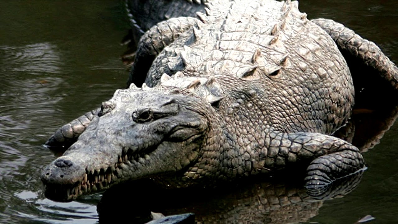 Ces Animaux Trisomiques Vont Vous Faire Craquer Youtube