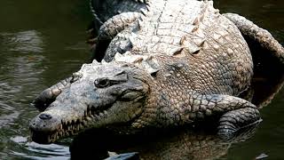 Ces Animaux Trisomiques Vont Vous Faire Craquer Youtube Ces Animaux Trisomiques Vont Vous Faire Craquer Youtube